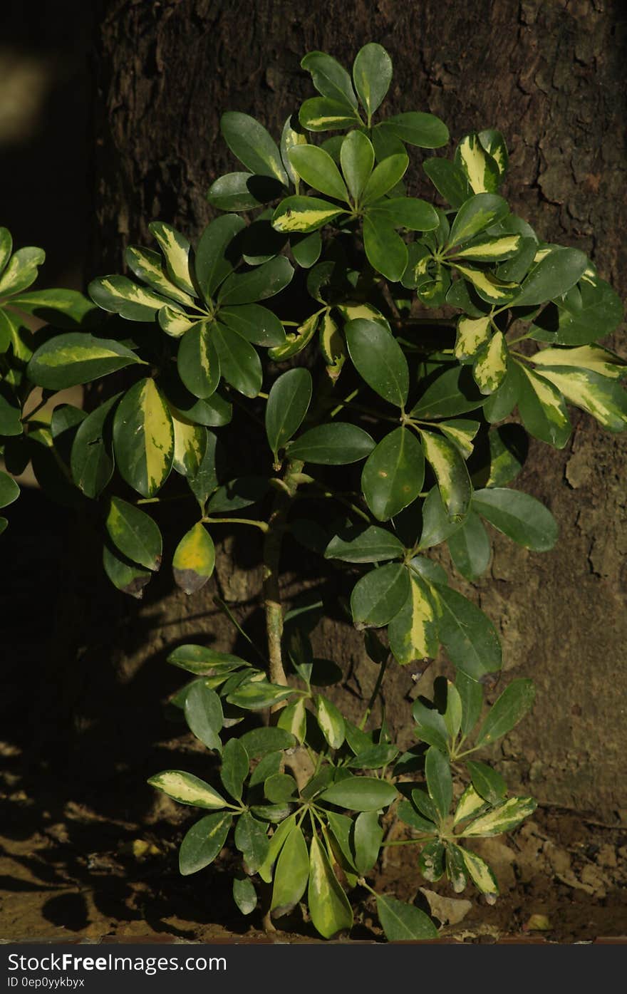 Close up of green waxy plant growing next to tree trunk on sunny day. Close up of green waxy plant growing next to tree trunk on sunny day.