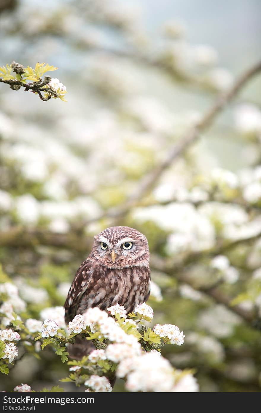 Owl perched on branches of flowering tree in sunshine. Owl perched on branches of flowering tree in sunshine.