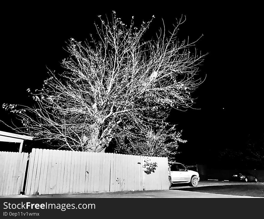 Tree behind fence outside house with parked vehicle in black and white at night. Tree behind fence outside house with parked vehicle in black and white at night.