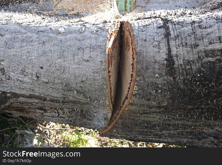 Tree trunk with touches of white paint lying on its side with deep saw cut. Tree trunk with touches of white paint lying on its side with deep saw cut.