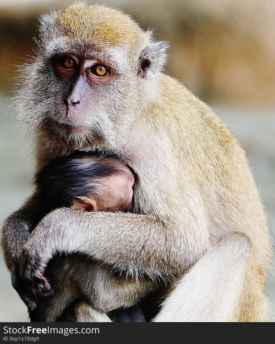 Mother monkey trying to protect its child from any sorts of danger. Mother monkey trying to protect its child from any sorts of danger.