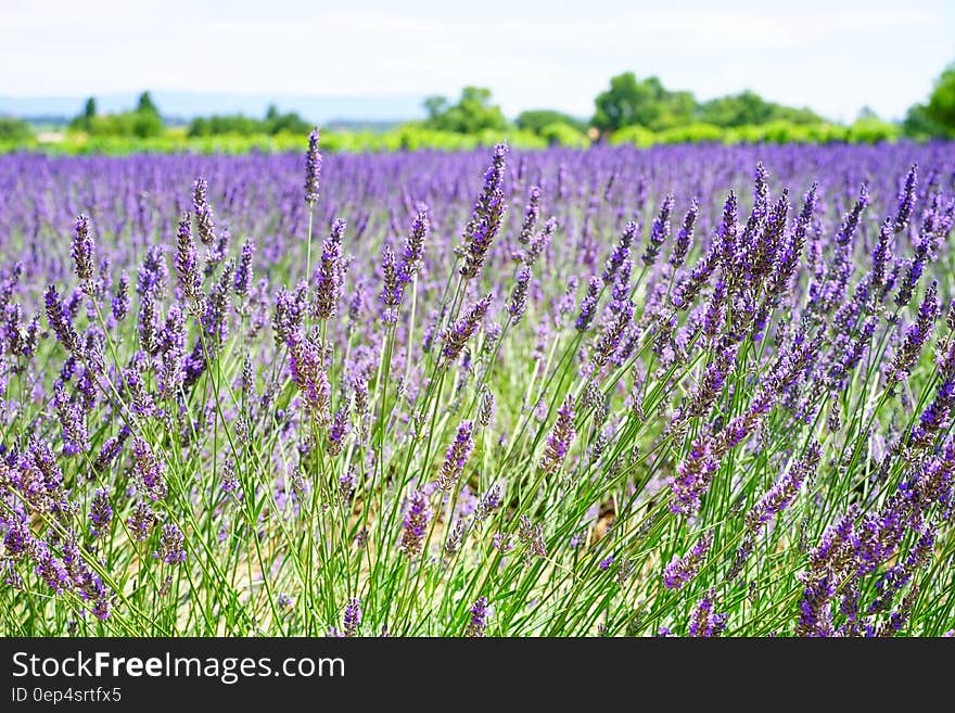 Lavender Field during Daytime