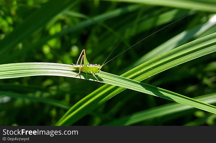 Green Grasshopper Perching on the Green Leaf Plant