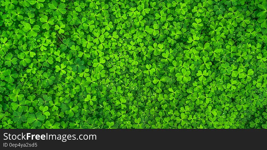 Top View Photo of Clover Leaves