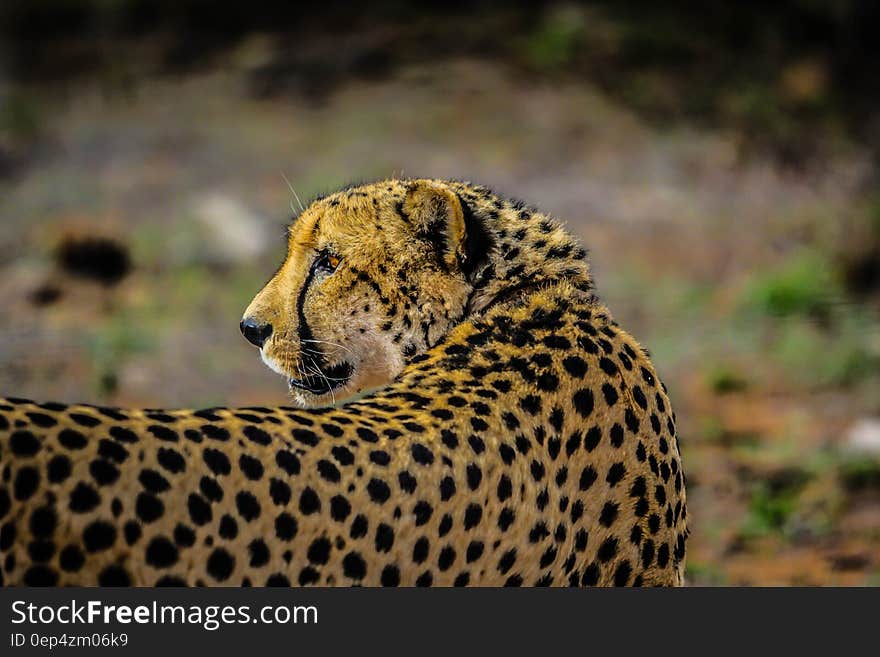 Adult African cheetah portrait outdoors on sunny day.