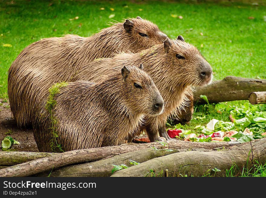 Photo of 3 Capybara Standing Near Wooden Branch and Grass