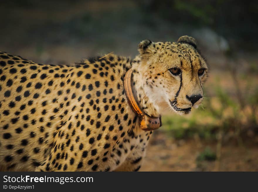 Adult African cheetah standing outdoors wearing orange collar. Adult African cheetah standing outdoors wearing orange collar.