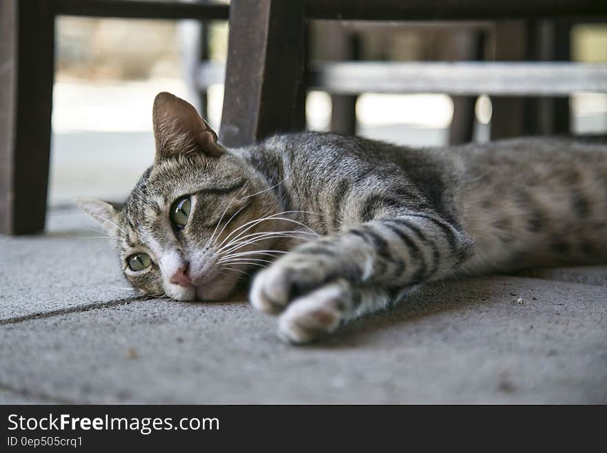 Tabby Cat Lying on Ground