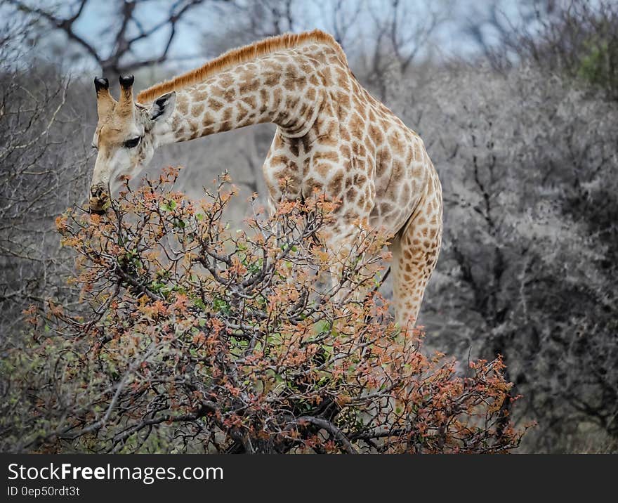 Adult giraffe eating from tree or shrubbery on savanna in Africa. Adult giraffe eating from tree or shrubbery on savanna in Africa.