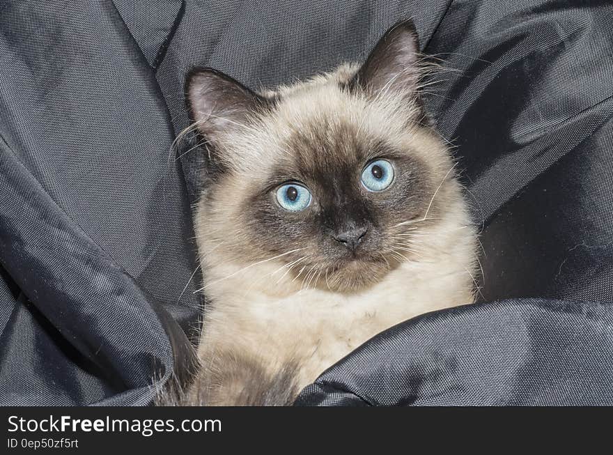 Siamese Cat