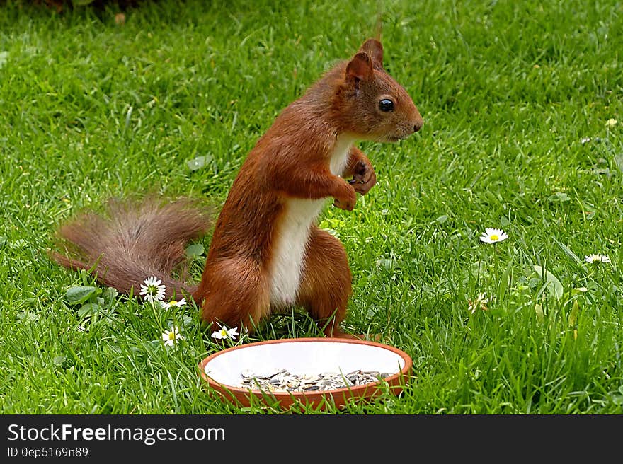 Brown Squirel Standing