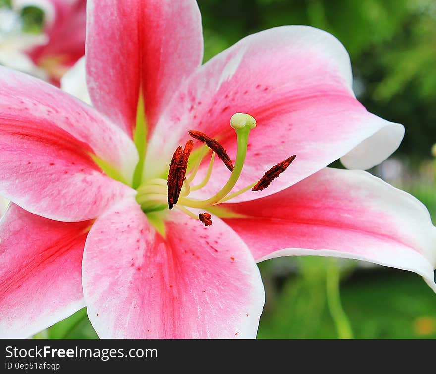 Pink and White Petaled Flower