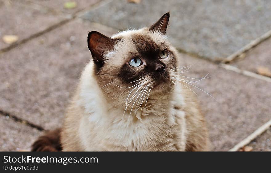 Brown Long Coated Cat