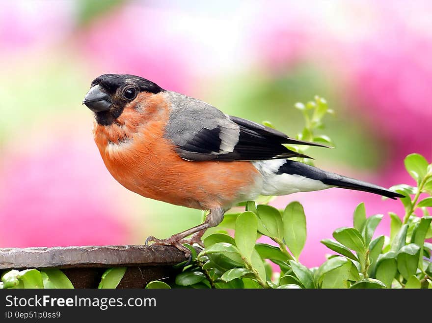 Orange and Grey Black Small Bick Bird