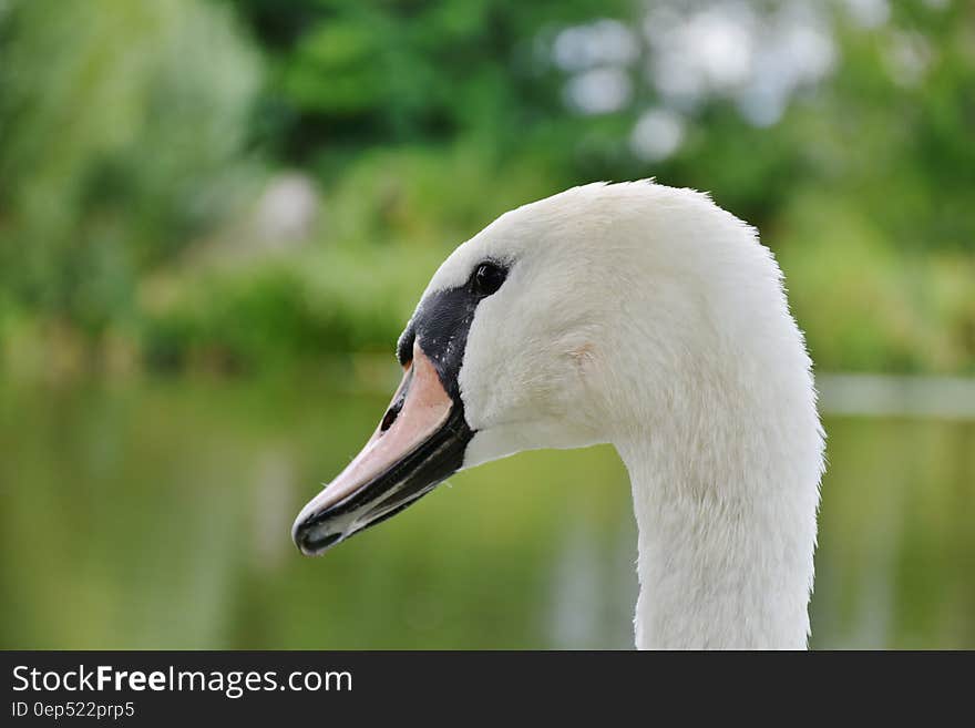 White and Black Swan in Sahllowphotography