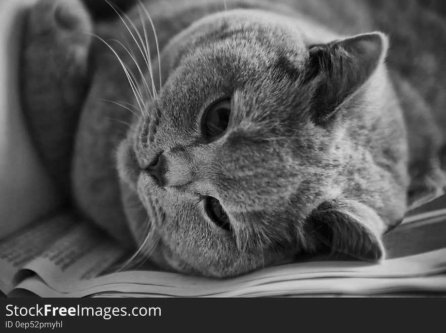 Cat in Greyscale Photo