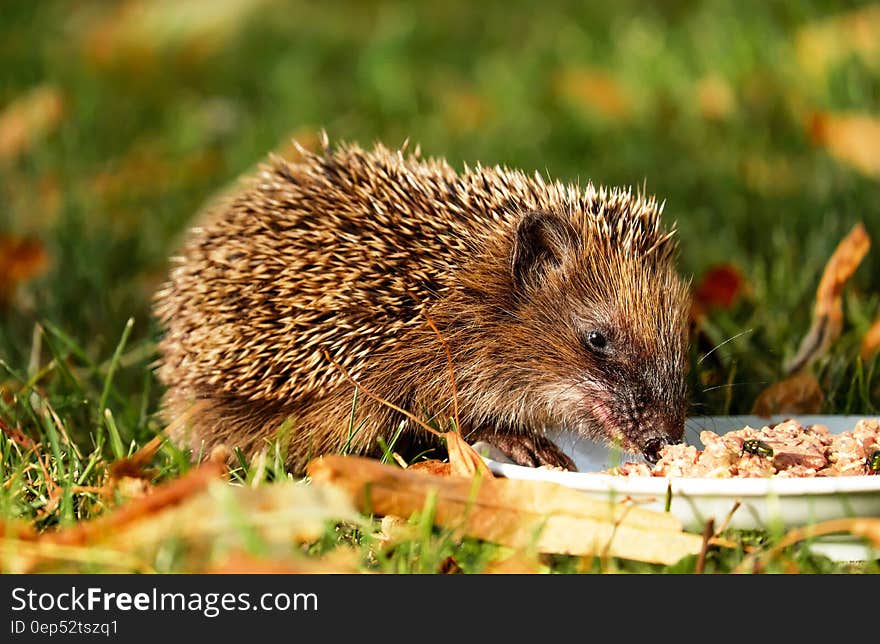 Brown Hedgehog Eating on Green Grass