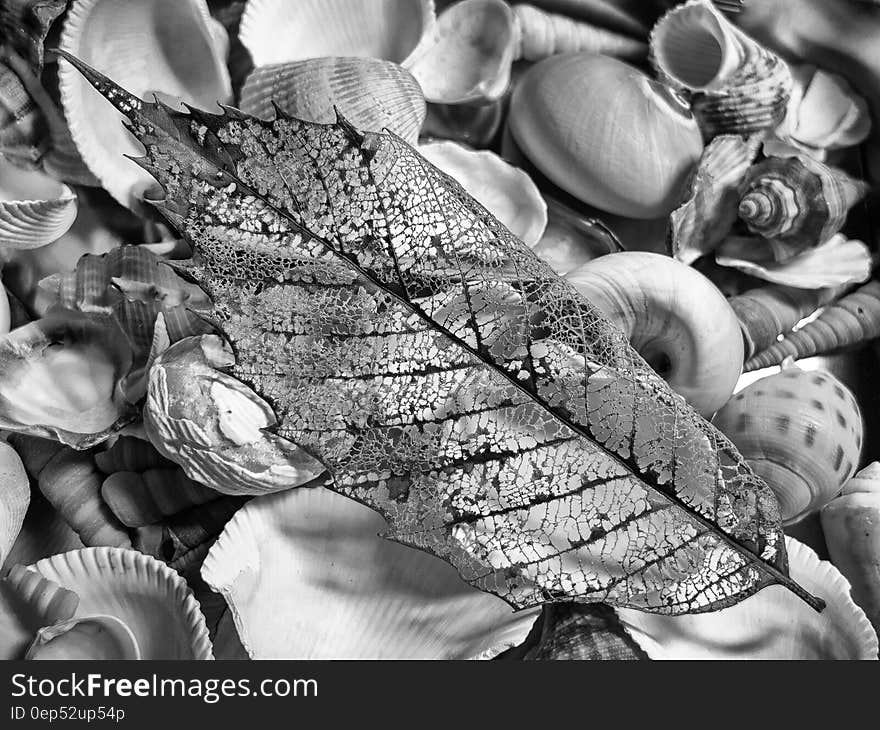 Greyscale Photography of Seashell With Leaf