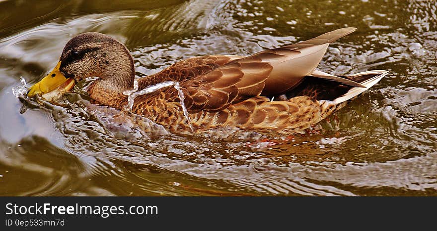 Mallard Duck on Body of Water