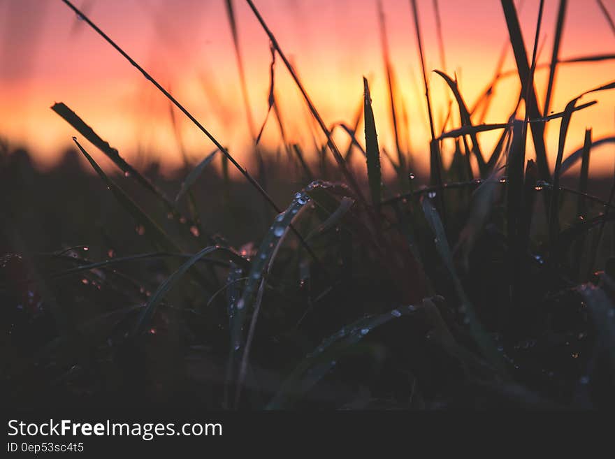 Grass With Water Drops during Sunset