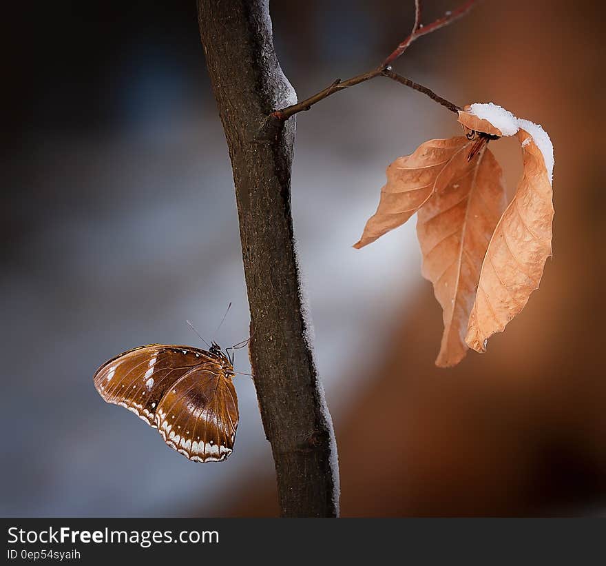 Close Up Photo of Brown and White Butterfly on Wood Branch