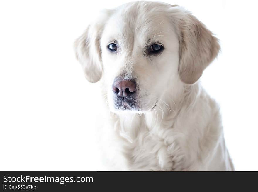 Light Golden Retriever Puppy Close-up Photography