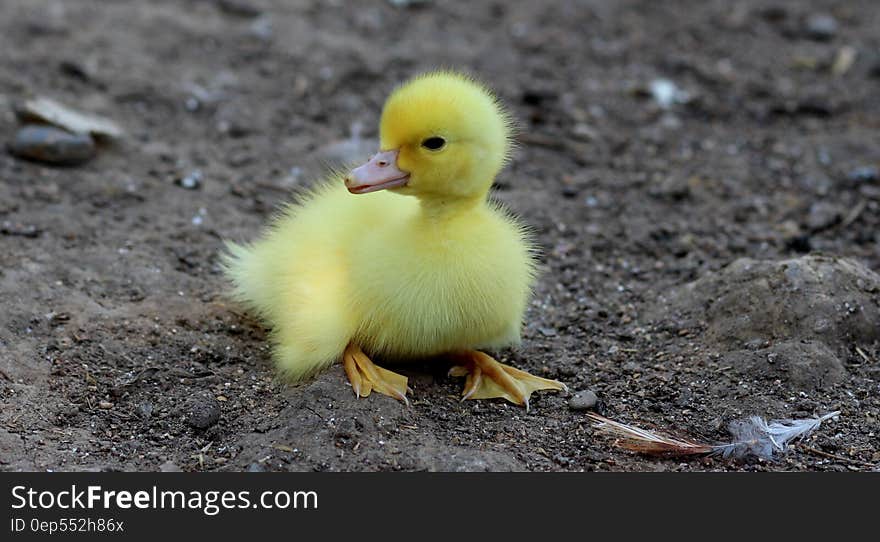 Yellow Duckling on Gray Sand