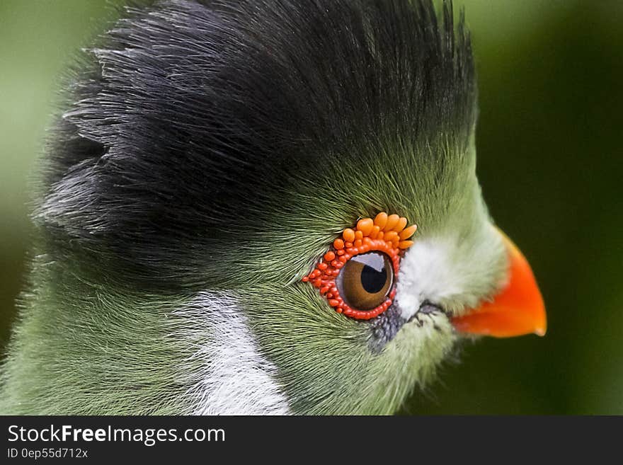 Closeup Photography of Black Green and White Parrot