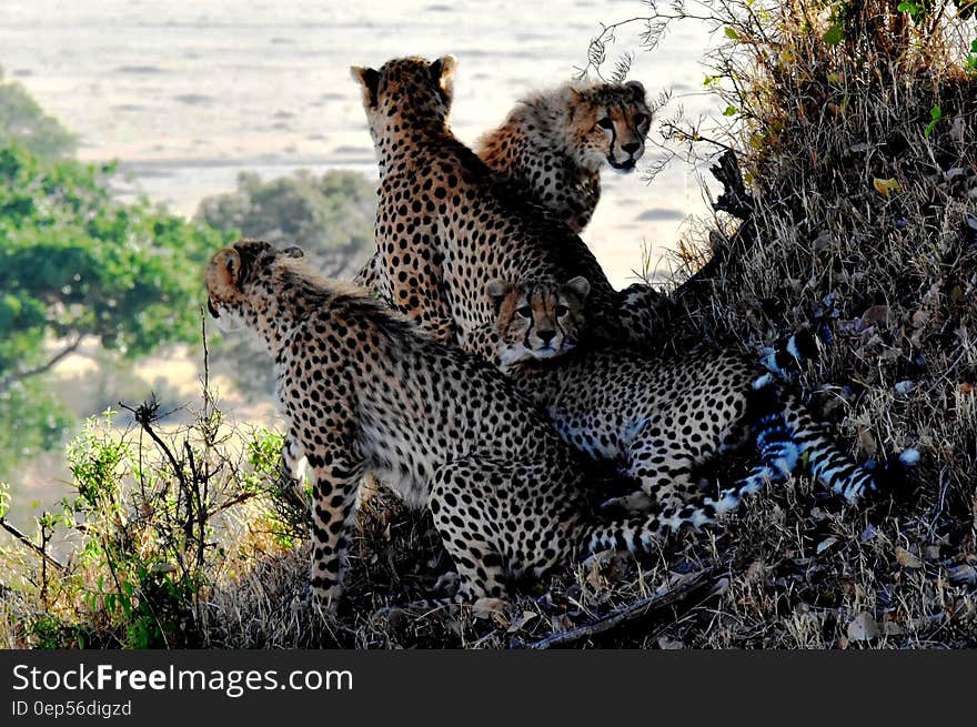 4 Cheetahs Sitting and Lying during Daytine