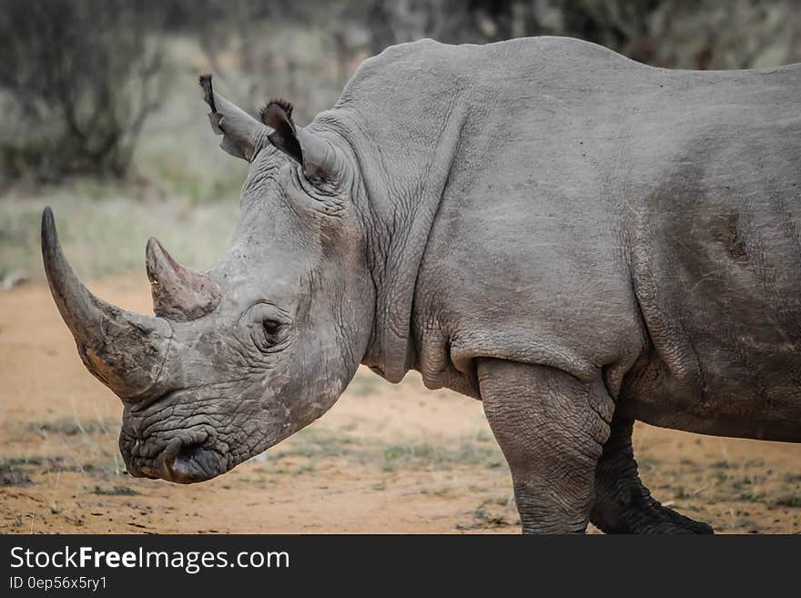 Profile of rhinoceros standing in sunny field in Africa. Profile of rhinoceros standing in sunny field in Africa.