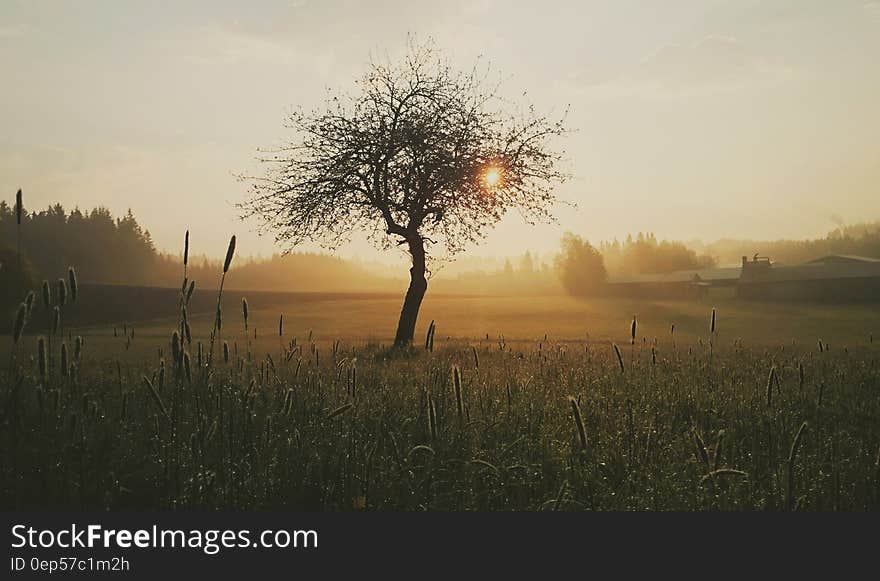 Silhouette Photo of Tree and Grass during Golden Hour