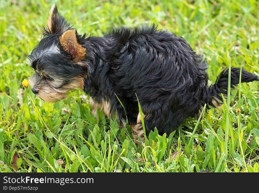 Black and Tan Yorkshire Terrier on Top of Green Grass Field