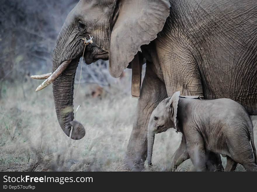 African elephant in field with calf on sunny day. African elephant in field with calf on sunny day.