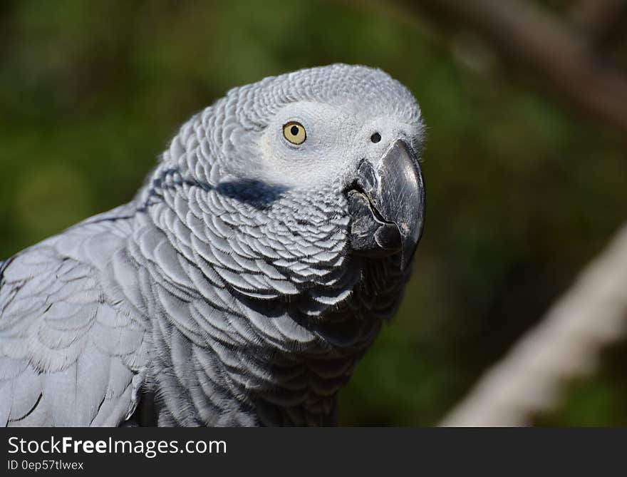 Close Up Photography of Gray Bird during Daytime