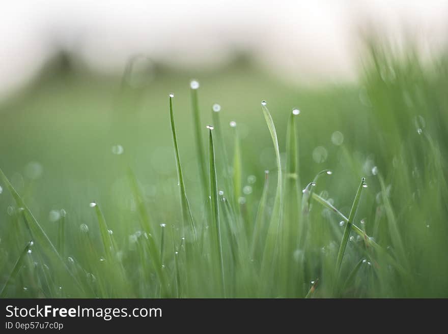 Macro Photography of Grass With Water Drops during Daytime