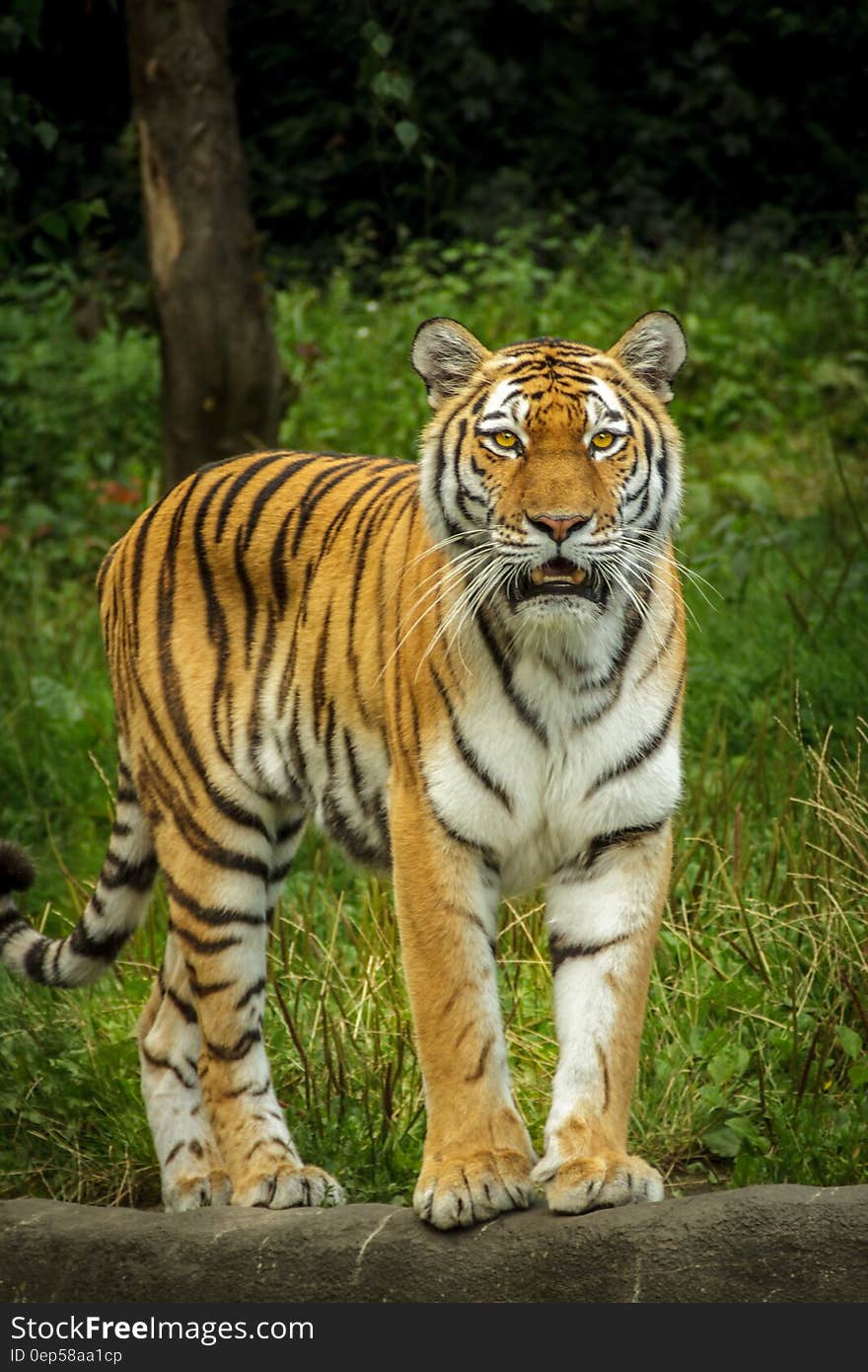 Tiger in Green Grass Near the Tree during Daytime