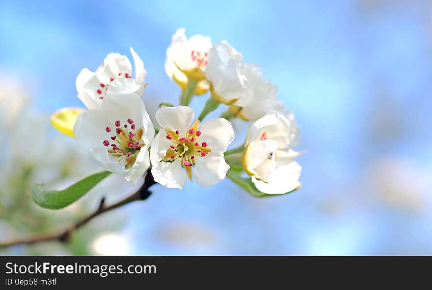 Closeup Photo of White Petaled Flowers Red and Yellow Stigma