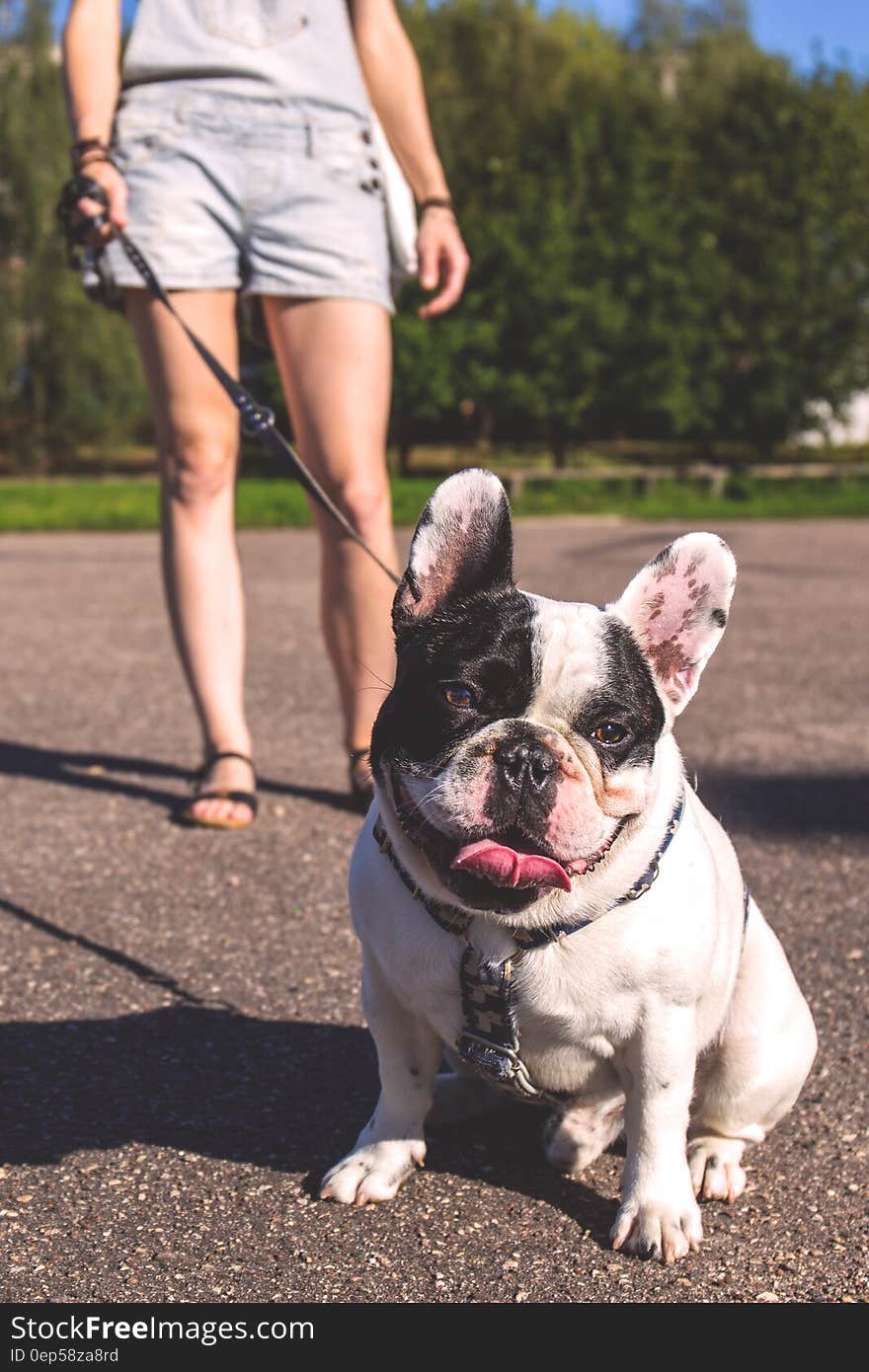 Woman Walking on the Street With Her Black and White Bulldog