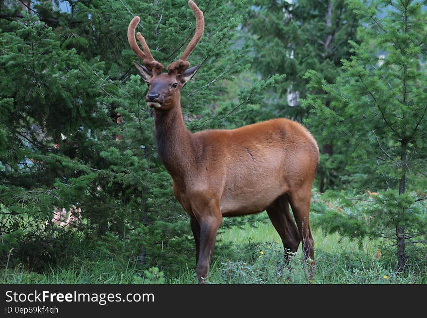 Brown Deer on Green Grass Field during Daytime