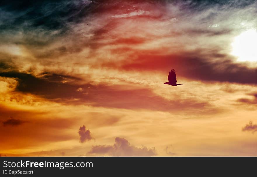 Black Bird Flying Under Black and White Clouded Sky at Daytime