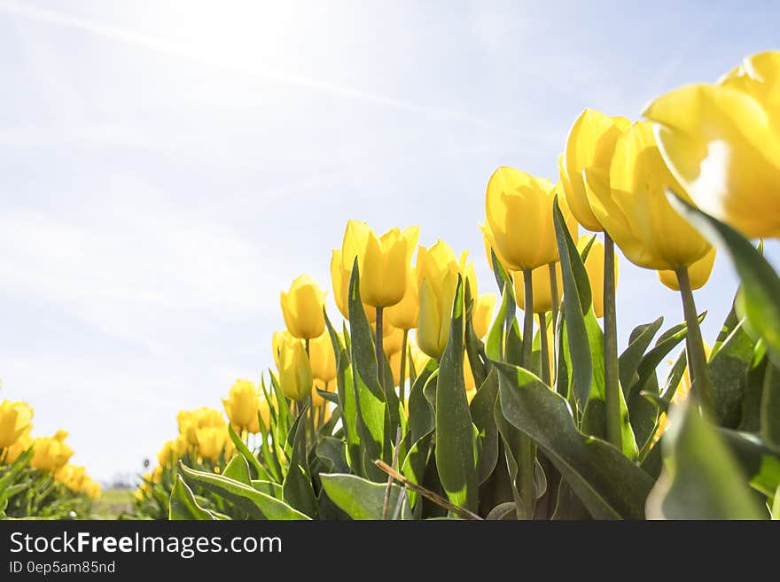 Yellow Tulip Flower Field during Daytime