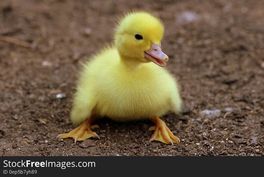 Duckling on Black Soil during Daytime