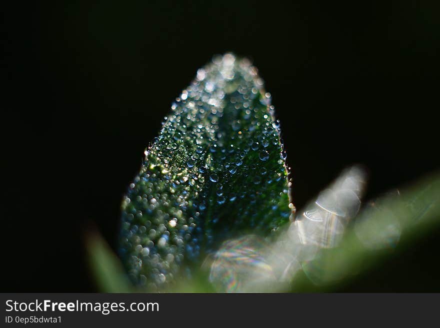 Close up of dew drops on green leaf.