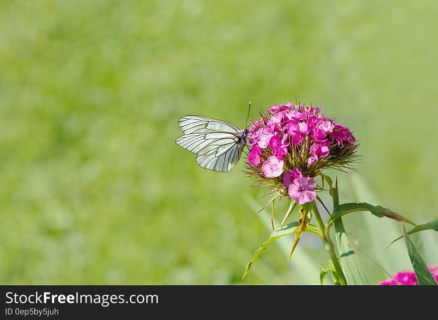 White Brown Butterfly Perched on Pink Flower