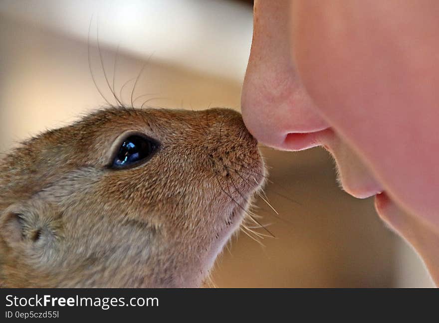 Close Up Photo of Rodent and Person