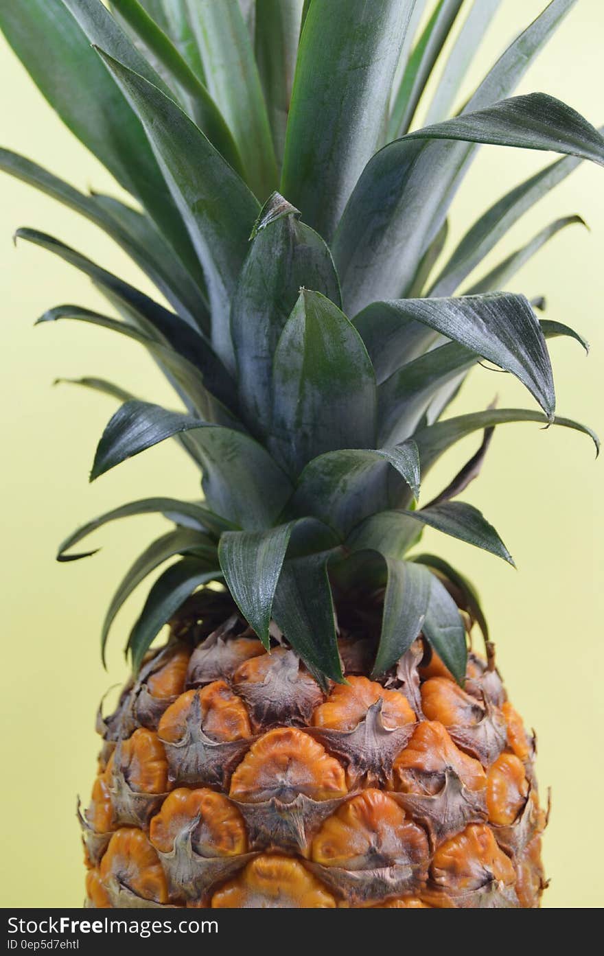 Pineapple Fruit