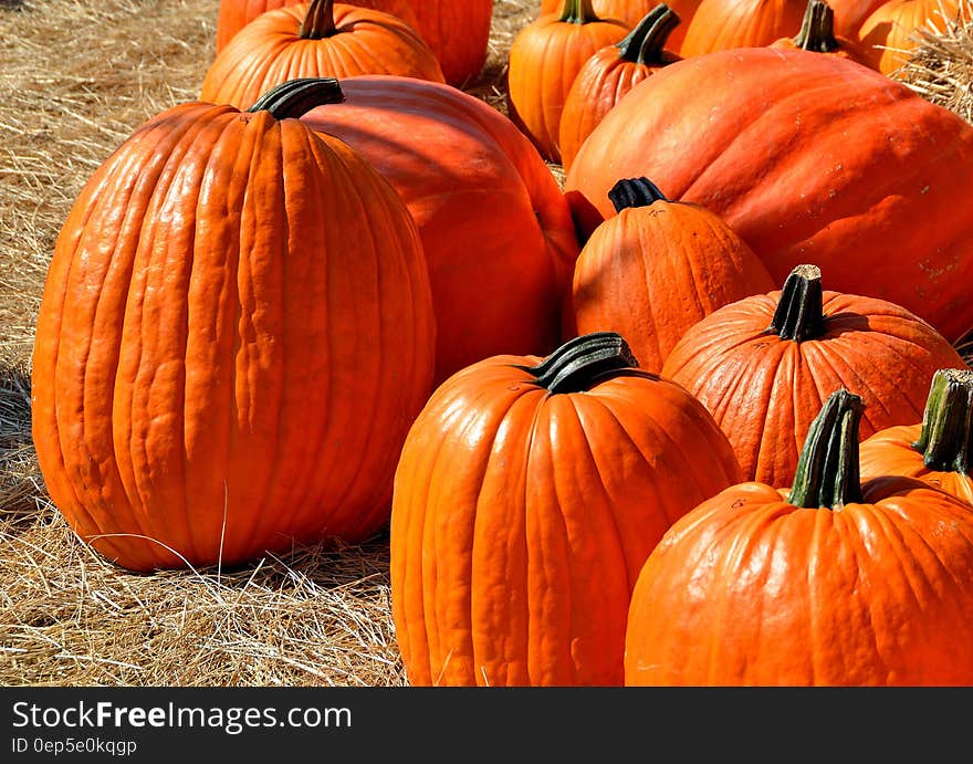 Close Up Photography of Pumpkins