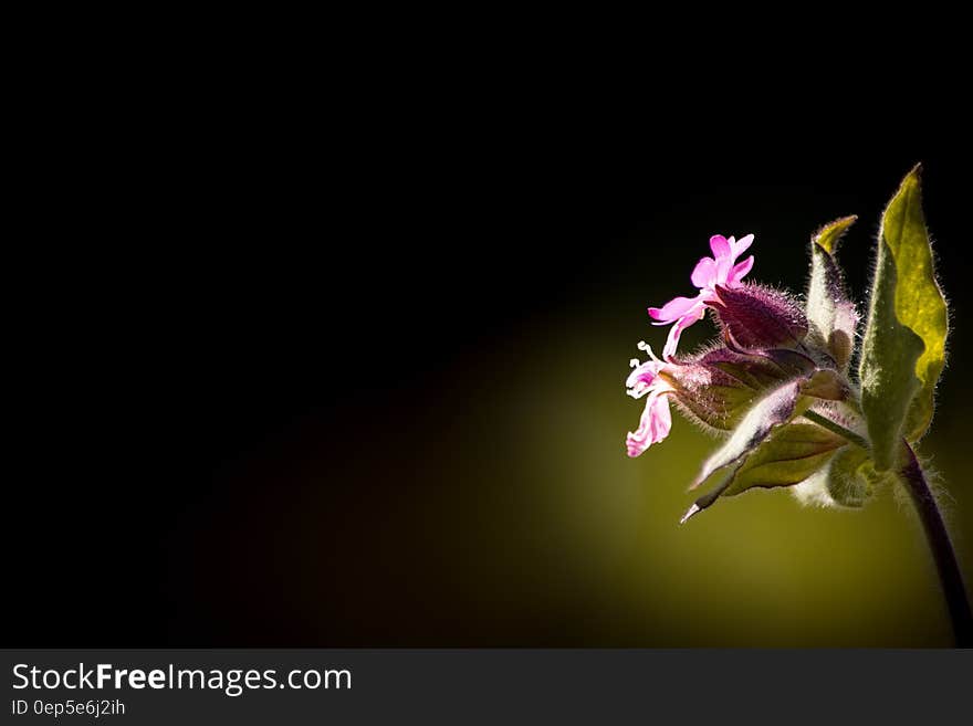 Low Pink Petal Flower With Green Leaves