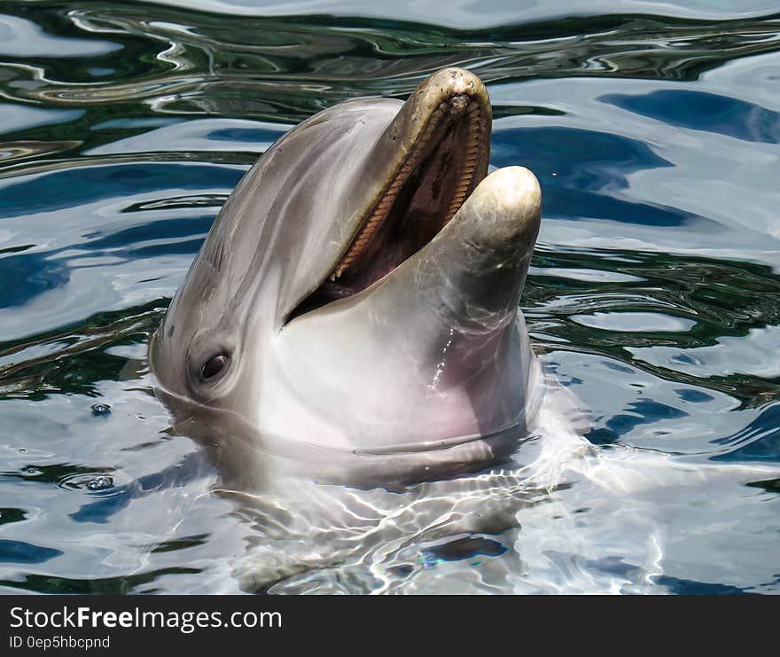 Dolphin&#x27;s Head in the Surface