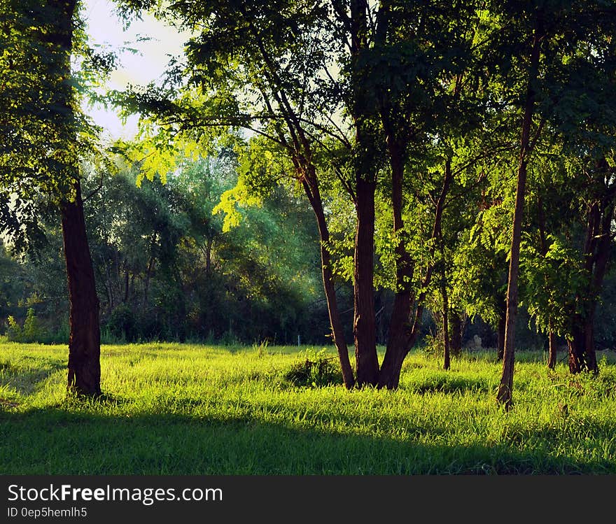 Green Forest Under White Sky during Daytime